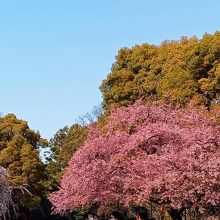 上野桜まつり