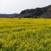 河津桜