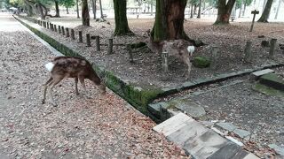 気持ちのいい緑と鹿さん