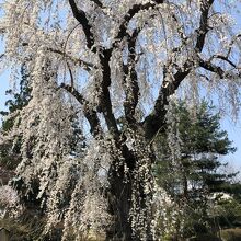 枝垂れ桜