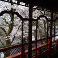 部屋の窓から満開の桜が見られる！