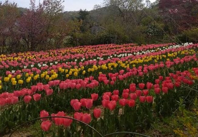 花見山公園 クチコミ アクセス 営業時間 福島市 フォートラベル