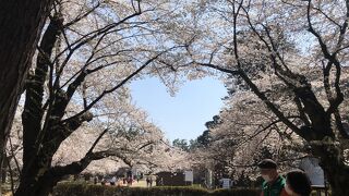 日本一の桜