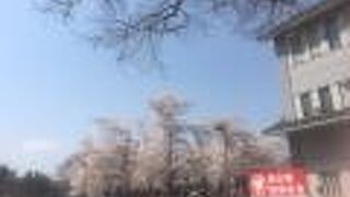 ２０２２年の西公園の桜