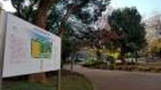 大きなイチョウの木に圧倒される