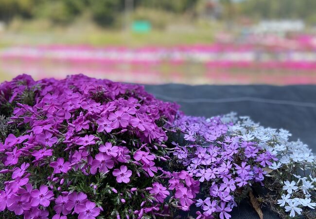 大道理芝桜まつり