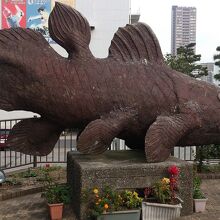 幸福の魚 GOMBESSA 