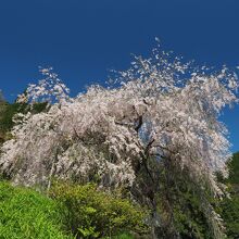 登山道沿いに咲く桜