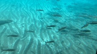 やっと運行再開！