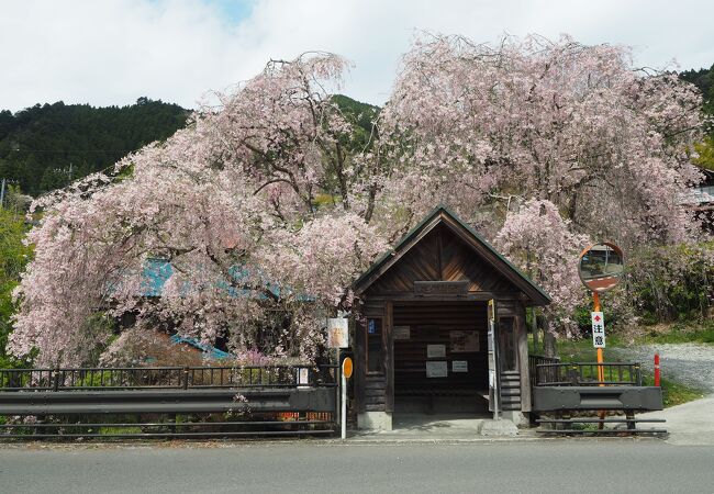 人里バス停のしだれ桜