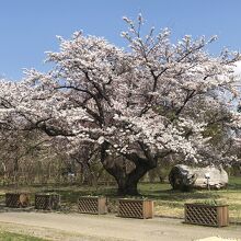 桜が満開