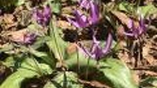 桜とカタクリが見頃