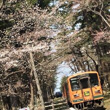 桜の下をくぐる電車