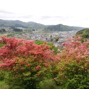 風呂山公園 つつじが素晴らしい