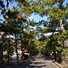 吉備津の松並木