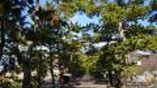 吉備津神社の鳥居の前に並ぶ松並木