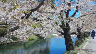 桜満開ですばらしい