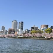 桜満開の時期に船クルーズに参加しました。