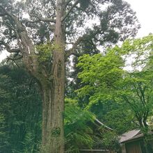 1000年の樹齢　御神木