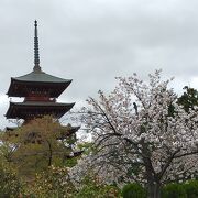 五重塔と桜