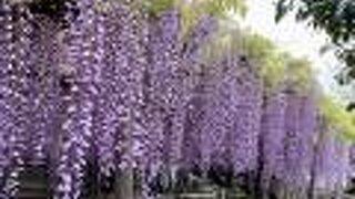 磐田市池田 熊野の長藤