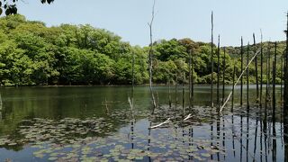 立ち枯れの木がいい感じ