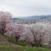 満開の桜を思う存分に眺める事が出来ました。