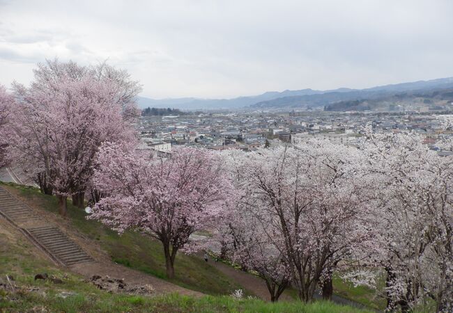 満開の桜を思う存分に眺める事が出来ました。