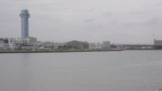 オオミズナギドリが見られました。