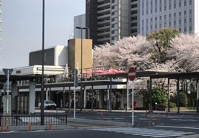 4月にはとてもきれいな桜を楽しめる場所