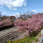 きれいに植えられていました