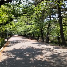 夙川公園（新緑）