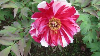 妙楽寺（あじさい寺）は春には牡丹やイチゲも楽しめる