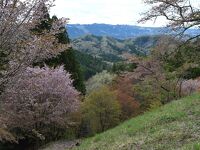 沓掛峠の山桜