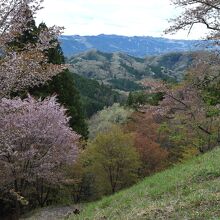 沓掛峠の山桜