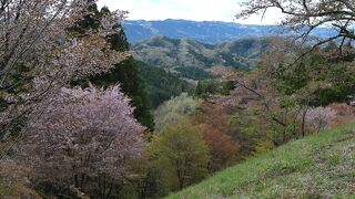 沓掛峠の山桜