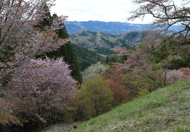 沓掛峠の山桜