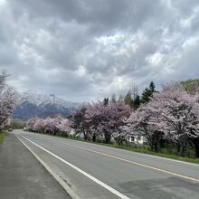 雪山と桜並木