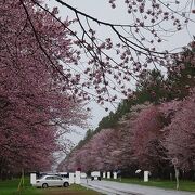 北海道の桜の名所