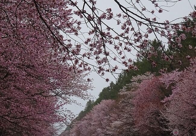 北海道の桜の名所