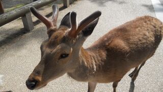 普通に人間と共存している鹿さん達。。