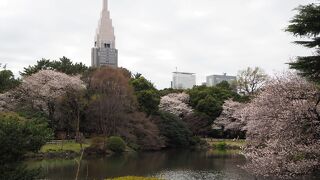 ソメイヨシノが見頃の時期に行きました