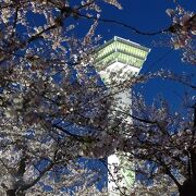 桜が今を盛りと咲いてました