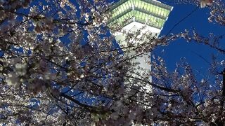 桜が今を盛りと咲いてました