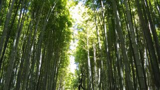 渡月橋の北側、嵯峨野に広がる竹林の続く小道