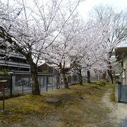とてもすばらしい桜が目に止まりました