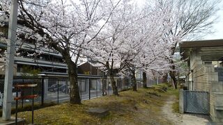 とてもすばらしい桜が目に止まりました