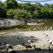 鳥たちが、すぐそばに