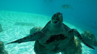 ウミガメ専門は珍しいかも