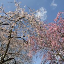 紅白の枝垂れ桜